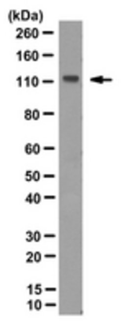 phospho-Pannexin 1 (Tyr308) Rabbit anti-Mouse, Polyclonal, MilliporeSigma
